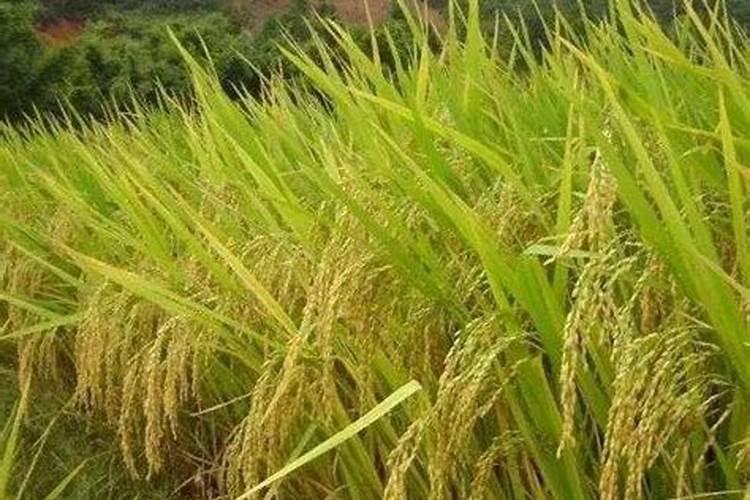 水稻后期施什么肥