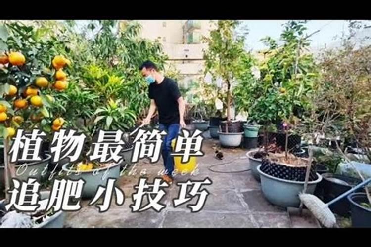 百合花的叶子黄了,而且顶端发黑了,是什么原因呢？顶端断了剪掉可以...