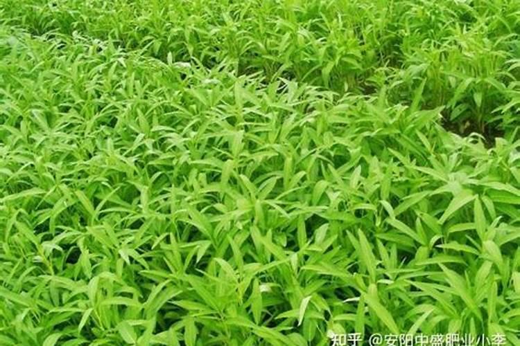 水栽培空心菜要用哪种肥？