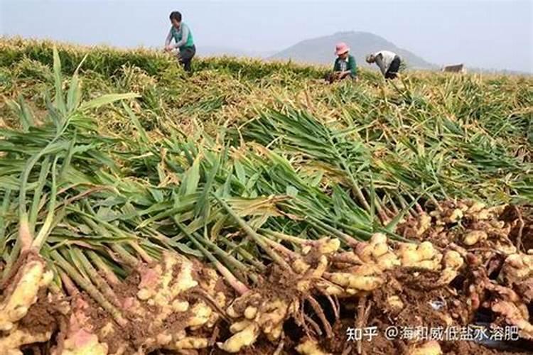 生姜第一次追肥追什么肥好