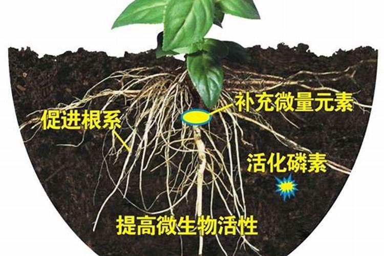 什么是生物防治农业病虫害