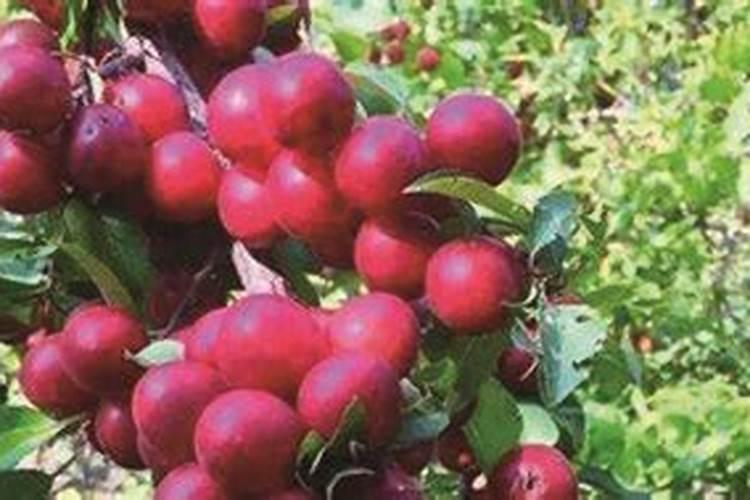 种植大樱桃树需要注意什么？在移栽樱桃苗后应该怎么做？