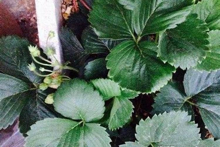 小麦秸秆用途