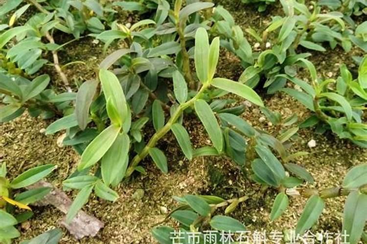 石斛施什么肥最好