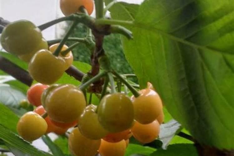 什么花是五颜六色的？就是一朵花上好几种颜色？