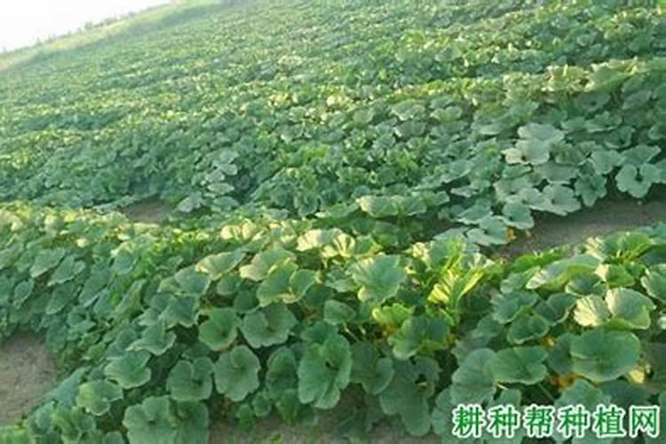 种植南瓜需要的氮磷钾肥比例