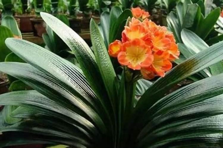 蝴蝶兰如何施肥