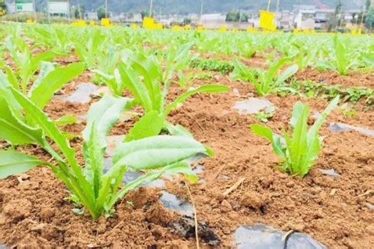 氮肥超标对西瓜危害是什么