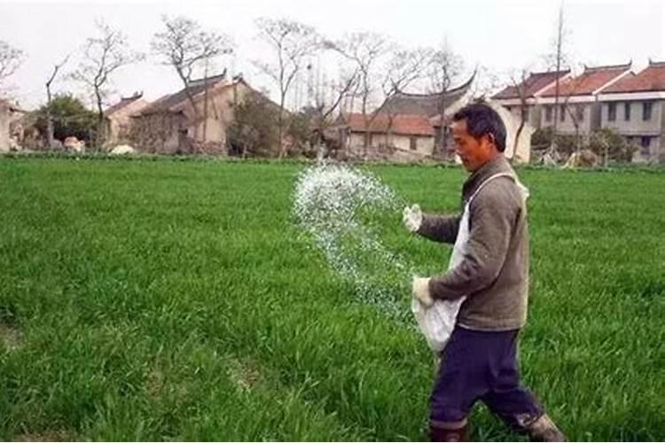 冬小麦施肥的最佳时间 施肥要遵循哪些原则