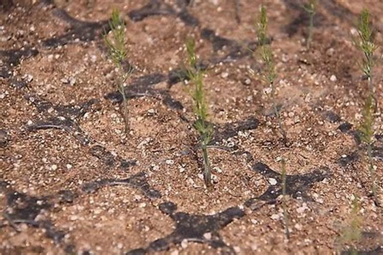 如何使作物茎粗,节间距很短？