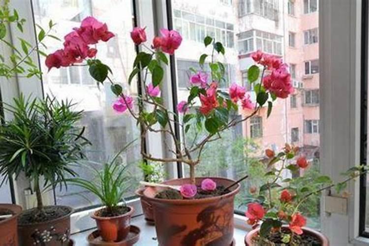 栀子花可以用复合肥吗