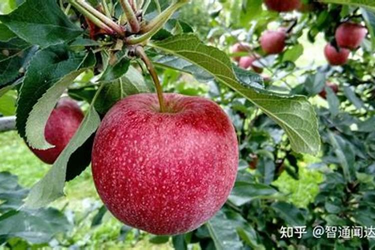 目前农作物秸秆综合利用主要有五种途径