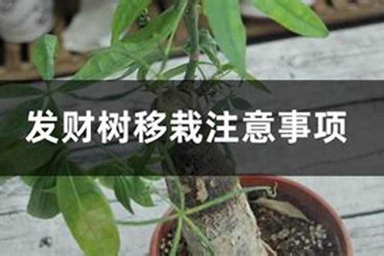 移栽后树的叶子都枯萎了,怎么办？