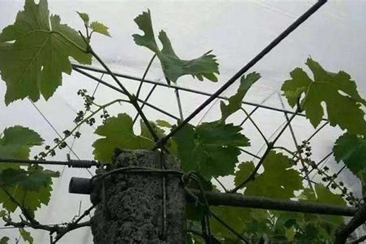 荔枝如何控梢促花