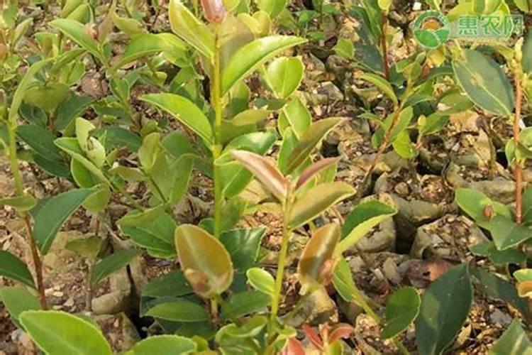 油茶树什么时候施肥