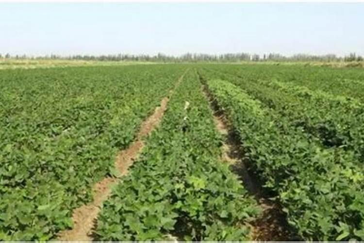 黄瓜叶长黄斑用红糖加醋水喷有用吗？