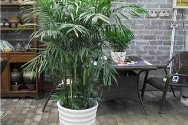 夏威夷竹子怎么养才能更旺盛