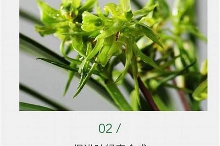 我想在四川达州种植“七月一枝花”不知道谁可以帮我!