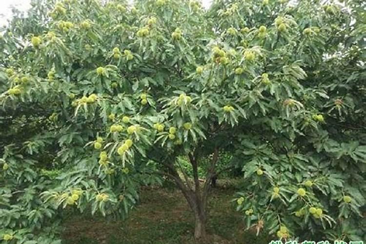 板栗的丰产栽植管理技术