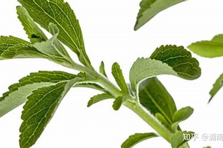 甜叶菊叶子干枯怎么回事？