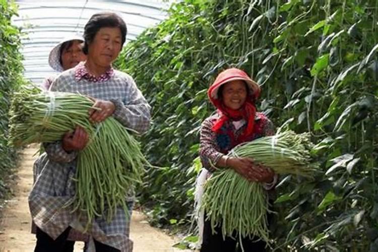 豆角用什么肥料 豆角用氮肥对吗