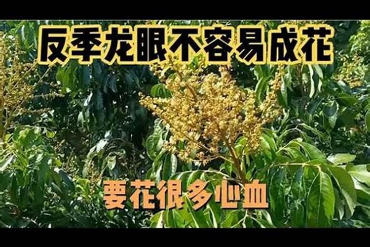 龙眼控梢促花可增产