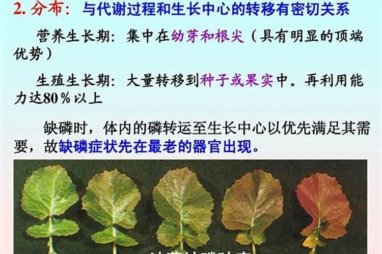 硫磺作为酸性速效肥料的原理是什么