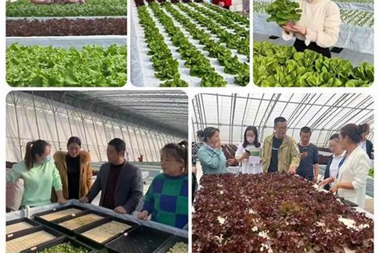 菜苗出土后应该施什么肥