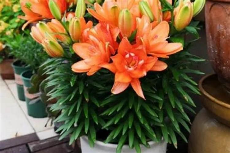 肥料级聚磷酸铵用法