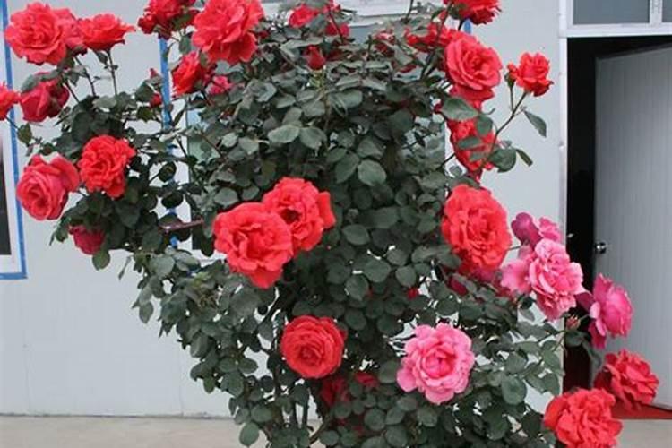 玫瑰花施肥施什么肥料