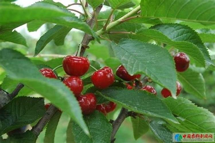 樱桃树两年施肥每棵施多少？