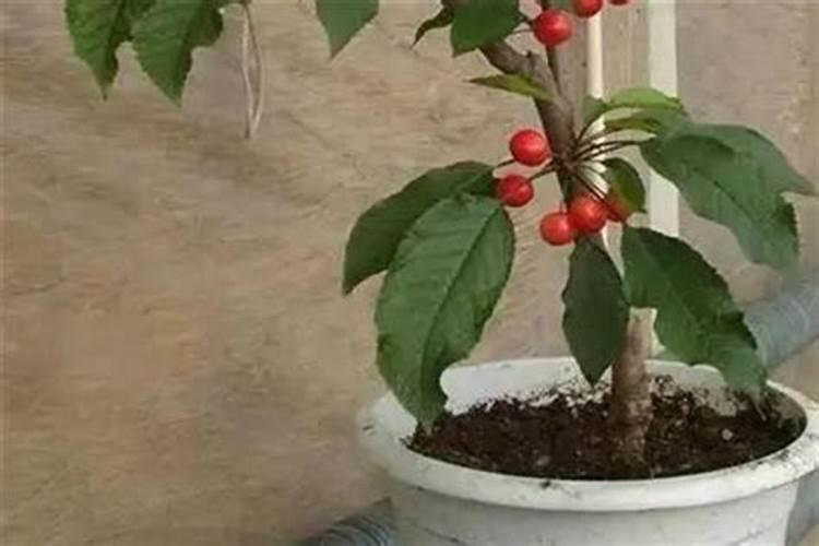 樱桃树两年施肥每棵施多少