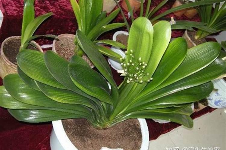 莲雾和甘蔗哪个的水分含量更高？