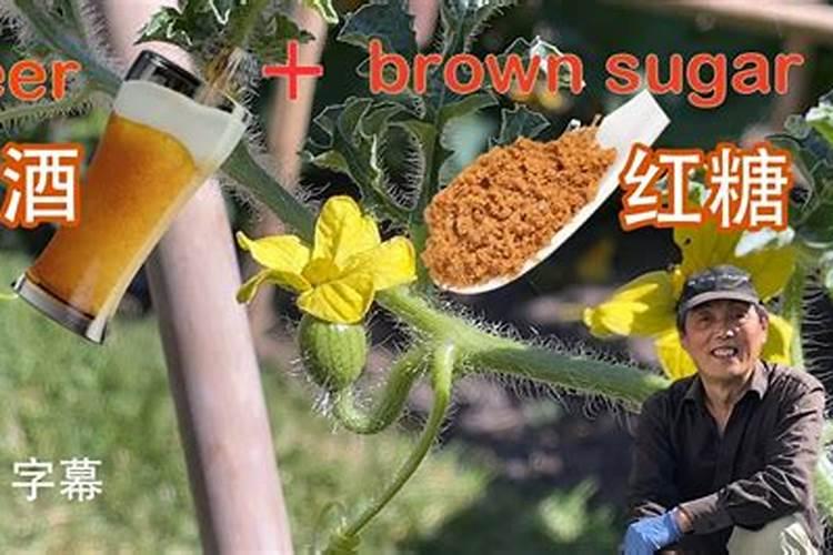 番茄硼肥过量会怎样