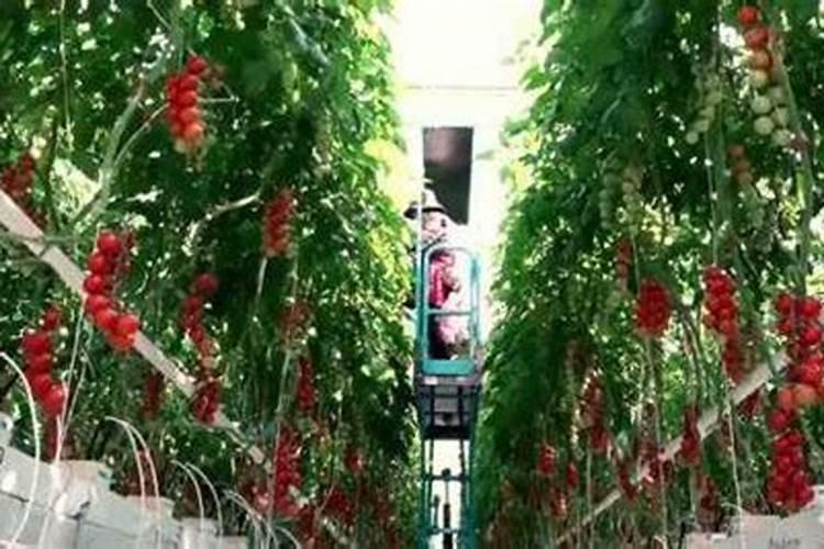 北方大棚西红柿的种植技术是什么