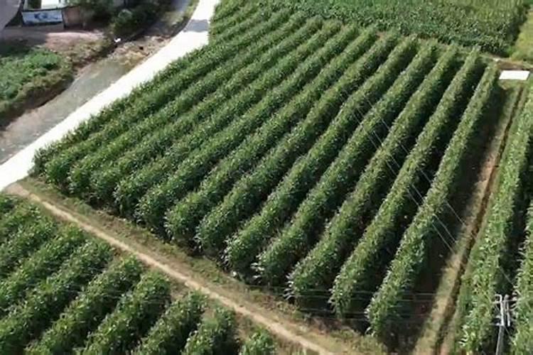 在进行玉米种植时,肥料该如何正确使用起来？