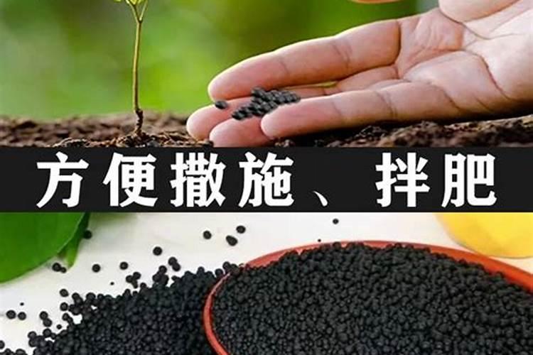 豆角结荚期怎样施肥