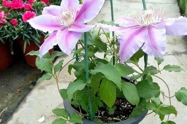 魔芋想要种的好应该施什么肥料？记住这几点!