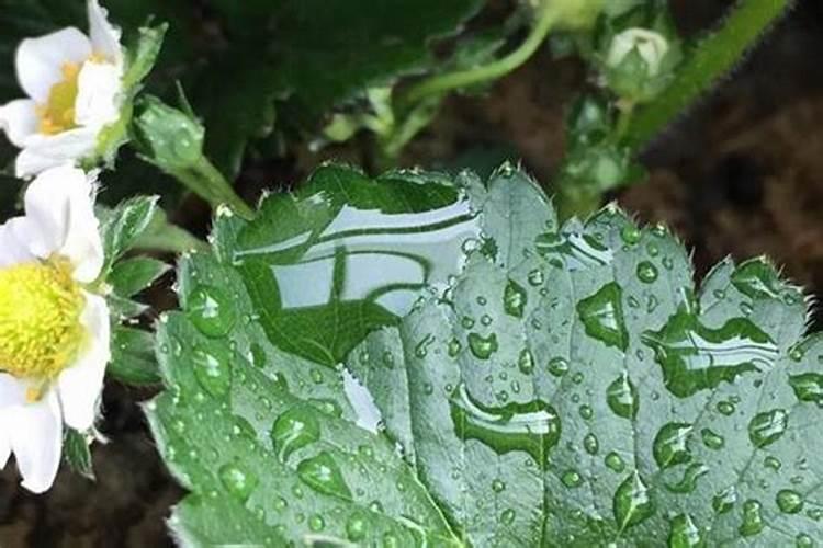 珍珠油杏裂果怎样防治