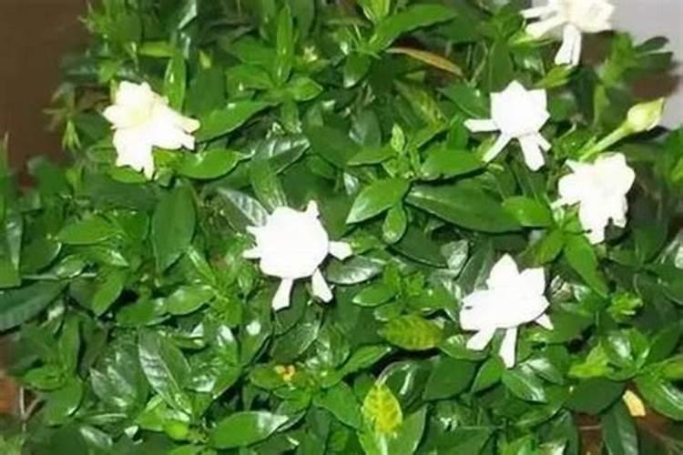 栀子花用什么肥料