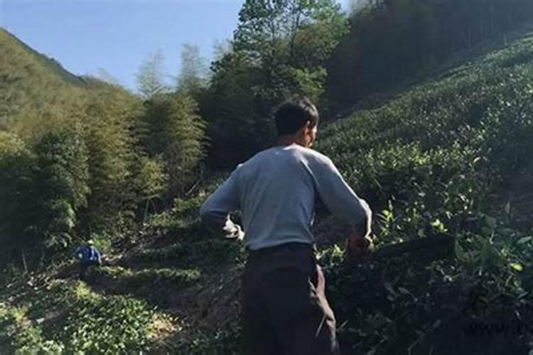 安吉白茶高效栽培技术(精选)