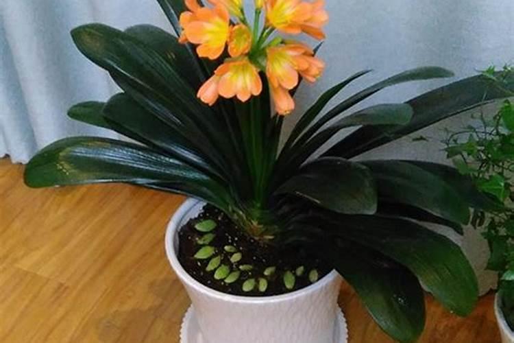 水溶肥料多少钱一桶