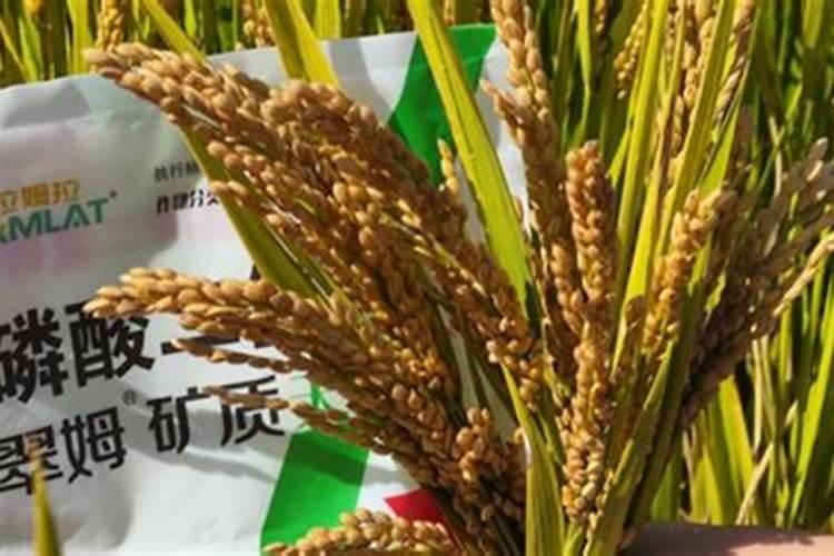 花卉打药是晴天好还是阴天