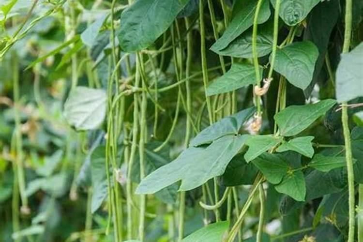 豆角冲什么水溶肥最好