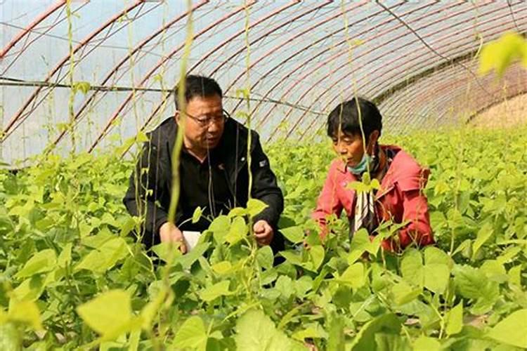 辣椒保花保果专用增产叶面肥料？辣椒结果期用什么肥料好？