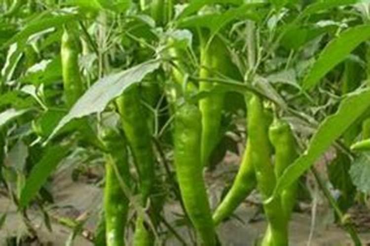 辡椒树长不大施什么肥