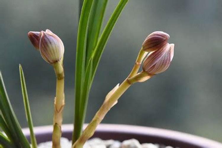兰花花苞出土后如何养护