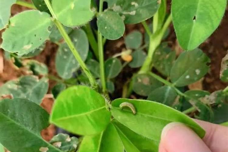 花生不同生长阶段的叶面肥使用技巧 花生应该怎么施肥