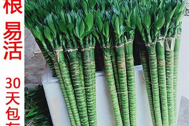 30斤鱼蛋白灌根最佳方法