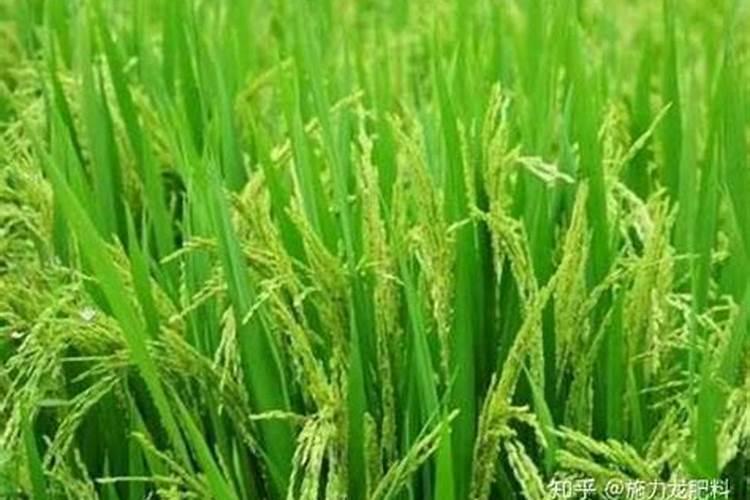 树荫水稻贪青晚熟喷什么药？